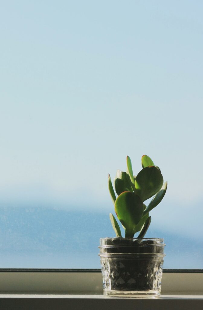 A small desk plant by a window.